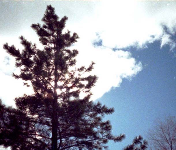 sunthroughpine1-1680271