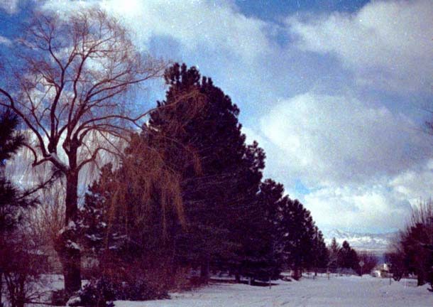 treeperspective-2244172