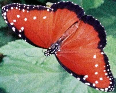 btrfly1detail-1255960